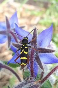 <i>Clytus arietis</i>
