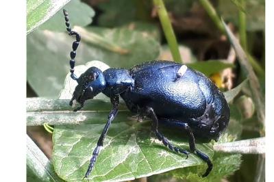 <i>Meloe violaceus</i>