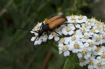 <i>Stictoleptura fulva</i>