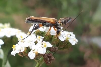 <i>Oedemera podagrariae</i>