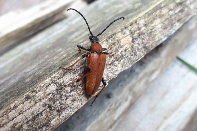 <i>Stictoleptura rubra</i>