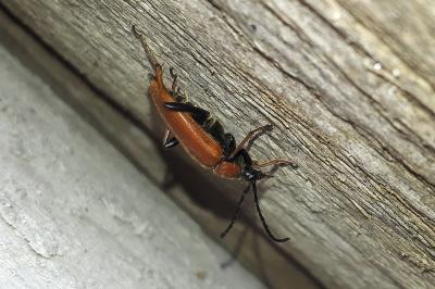 <i>Stictoleptura rubra</i>