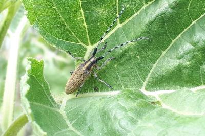 <i>Agapanthia villosoviridescens</i>