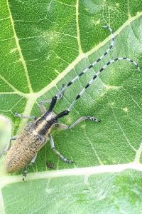<i>Agapanthia villosoviridescens</i>