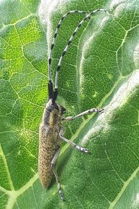 <i>Agapanthia villosoviridescens</i>