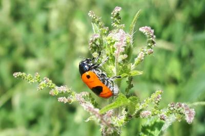 <i>Clytra laeviuscula</i>