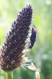 <i>Malachius bipustulatus</i>