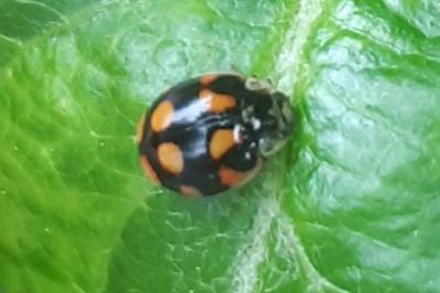 <i>Adalia decempunctata</i>