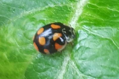 <i>Adalia decempunctata</i>