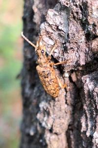<i>Rhagium sycophanta</i>