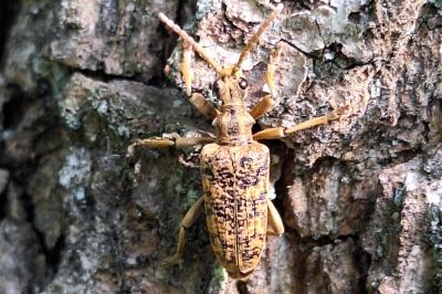 <i>Rhagium sycophanta</i>