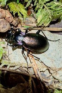 <i>Carabus nemoralis</i>