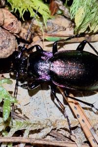 <i>Carabus nemoralis</i>