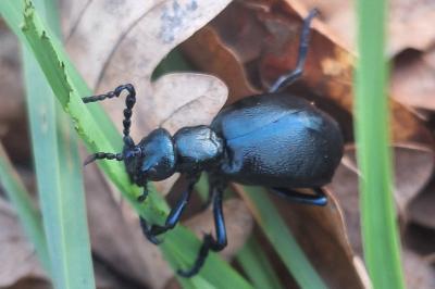 <i>Meloe violaceus</i>