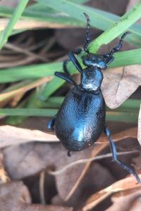 <i>Meloe violaceus</i>