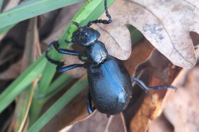 <i>Meloe violaceus</i>