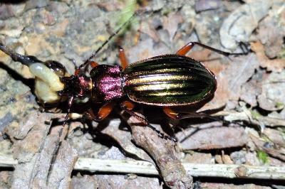 <i>Carabus auronitens</i>