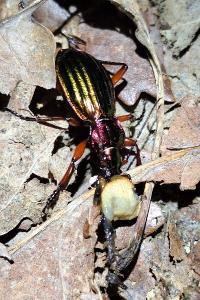 <i>Carabus auronitens</i>