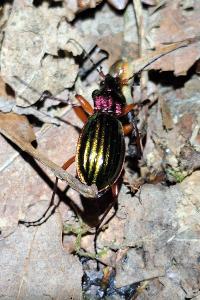 <i>Carabus auronitens</i>