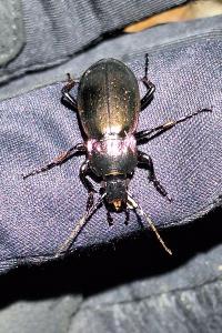 <i>Carabus nemoralis</i>