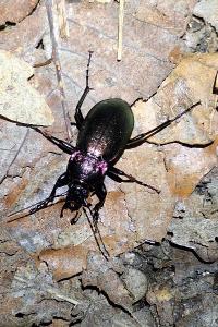 <i>Carabus nemoralis</i>