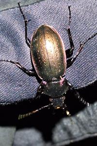 <i>Carabus nemoralis</i>