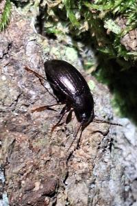 <i>Nalassus laevioctostriatus</i>