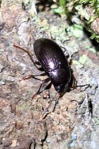 <i>Nalassus laevioctostriatus</i>