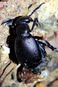 <i>Meloe proscarabaeus</i>