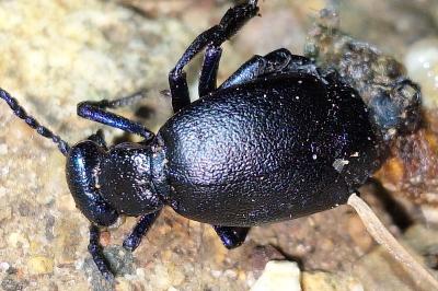 <i>Meloe proscarabaeus</i>