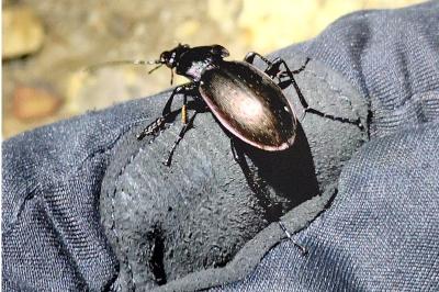 <i>Carabus nemoralis</i>