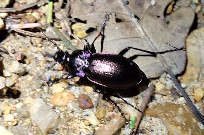 <i>Carabus nemoralis</i>
