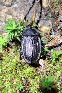 <i>Silpha carinata</i>