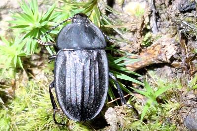 <i>Silpha carinata</i>