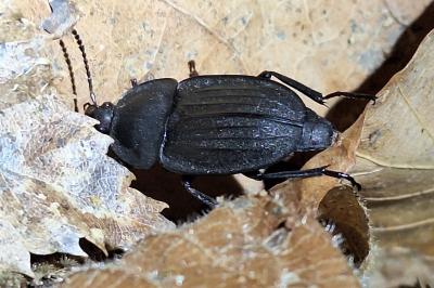 <i>Silpha carinata</i>