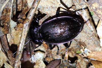 <i>Carabus nemoralis</i>