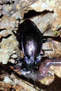 <i>Carabus nemoralis</i>