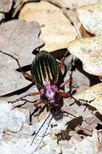 <i>Carabus auronitens</i>