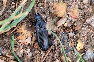 <i>Pterostichus melanarius</i>