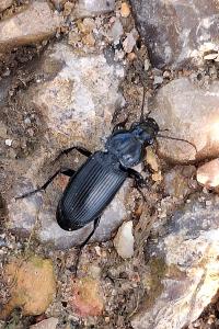 <i>Pterostichus melanarius</i>