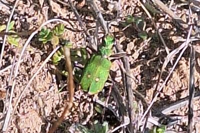 <i>Cicindela campestris</i>
