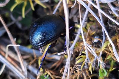 <i>Timarcha goettingensis</i>