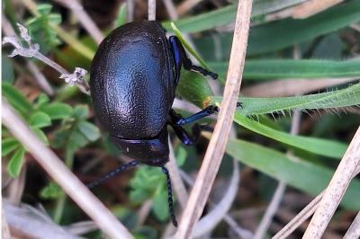 <i>Timarcha goettingensis</i>