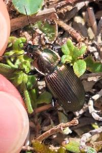 <i>Poecilus cupreus</i>