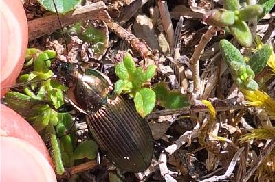 <i>Poecilus cupreus</i>