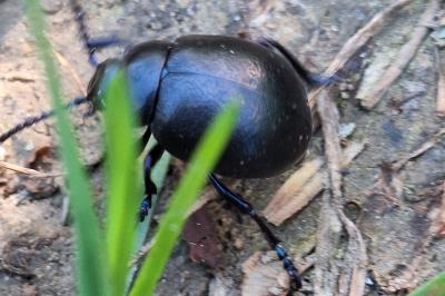 <i>Timarcha goettingensis</i>