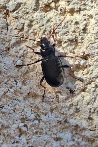 <i>Nebria</i>