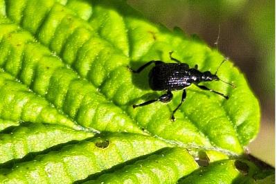 <i>Deporaus betulae</i>