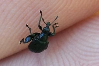 <i>Deporaus betulae</i>