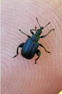<i>Deporaus betulae</i>